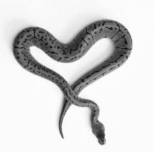 heart snake